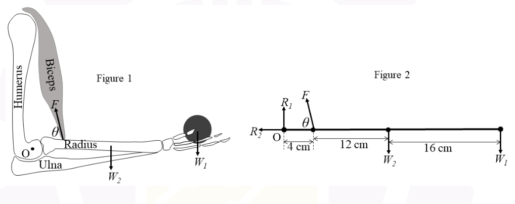 Diagram for GATE 2026 BM question 60
